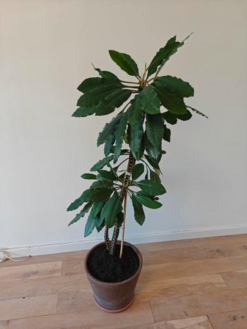 Madagascar Jewel zaadschietende plant beschikbaar voor biedingen