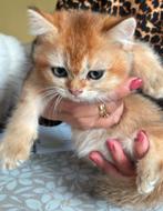 Brits korthaar kittens,, Dieren en Toebehoren, Katten en Kittens | Raskatten | Korthaar, Meerdere dieren, Met stamboom