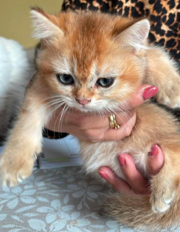 Brits korthaar kittens,, Dieren en Toebehoren, Katten en Kittens | Raskatten | Korthaar, Meerdere dieren, Met stamboom