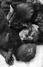 Super mooie, tamme en zindelijke kittens (tijger en zwart), Dieren en Toebehoren, Katten en Kittens | Overige Katten, Meerdere dieren