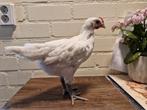 Poule de bresse haan en jersey giant haan, Dieren en Toebehoren, Pluimvee, Mannelijk, Kip