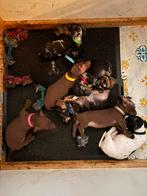 Dwergteckel pups, Rabiës (hondsdolheid), 8 tot 15 weken, Korthaar, Dwerg