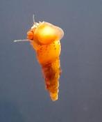 Maleisische Torenslakken – Nuttig & Decoratief, Dieren en Toebehoren, Slak of Weekdier, Zoetwatervis