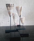 Prachtige echte conusschelpen op voet groot en klein, Huis en Inrichting, Woonaccessoires | Overige, Nieuw, Ophalen of Verzenden