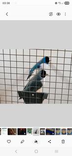 Gould amadine koppel 2024 blauw witborst zwartkop, Dieren en Toebehoren, Vogels | Overige Vogels, Meerdere dieren, Tropenvogel