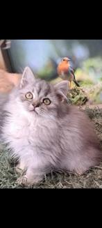 Prachtige Maine coon kittens  KATERTJES, Dieren en Toebehoren, Katten en Kittens | Raskatten | Langhaar, Meerdere dieren, Ontwormd