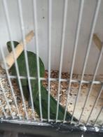 Mooie grote koningsman, Meerdere dieren, Parkiet