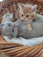 Prachtig nestje raszuivere britse korthaar kittens, Dieren en Toebehoren, Katten en Kittens | Raskatten | Korthaar, Meerdere dieren