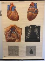 Oude anatomische poster schoolplaat hart 297, Antiek en Kunst, Antiek | Schoolplaten, Natuur en Biologie, Ophalen of Verzenden