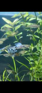 Guppen (mannetjes), Vis, Zoetwatervis, Schoolvis