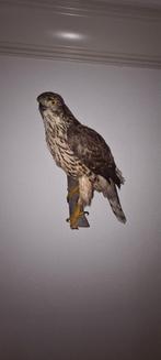 Opgezette buizerd, Ophalen, Vogel, Opgezet dier
