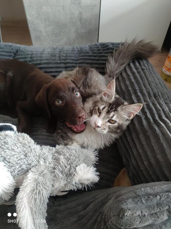 Chocolate Labrador Retriever, Dieren en Toebehoren, Honden | Retrievers, Spaniëls en Waterhonden, Reu, Labrador retriever, Particulier