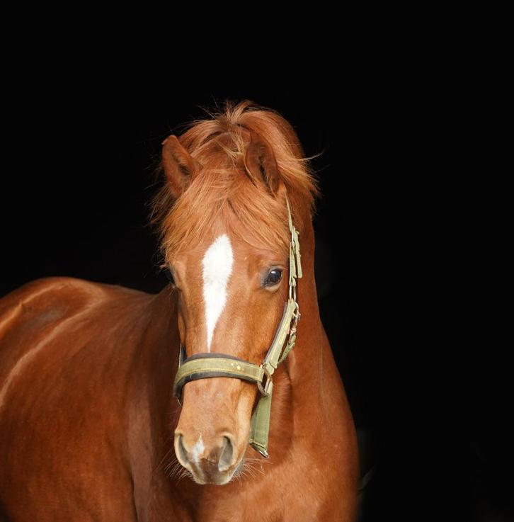2 leuke paarden te koop, Dieren en Toebehoren, Paarden, Merrie, Onbeleerd, 160 tot 165 cm, 3 tot 6 jaar, Dressuurpaard, Met stamboom