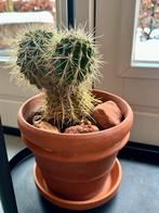 Twee cactussen (zonder potten), Huis en Inrichting, Kamerplanten, Ophalen, Cactus, Volle zon, Minder dan 100 cm