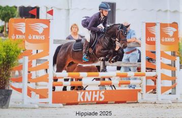 Super brave lieve new forest sportpony (B) beschikbaar voor biedingen