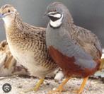 Chinese dwergkwartels beschikbaar, Meerdere dieren