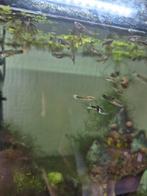 Endler guppy's, Dieren en Toebehoren, Vis, Zoetwatervis