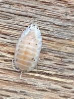 Porcellio laevis ‘White’, Overige soorten