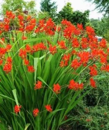 Lucifer crocosmia  beschikbaar voor biedingen