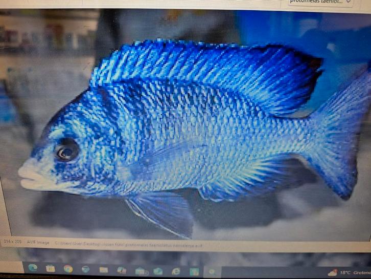Malawi Letteboer, Dieren en Toebehoren, Vissen | Aquariumvissen, Zoetwatervis, Vis