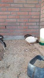 Japanse kwartels, Dieren en Toebehoren, Pluimvee, Meerdere dieren, Overige soorten