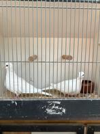 Lachduiven, Dieren en Toebehoren, Meerdere dieren, Geringd