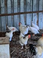 ras kippen, hoenders,krielkippen,parelhoenders,sonnerathoen., Dieren en Toebehoren, Pluimvee, Meerdere dieren, Kip