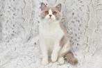 Lilac Bicolor British Shorthair Boy – Playful & Affectionate, Dieren en Toebehoren, Katten en Kittens | Raskatten | Korthaar, Meerdere dieren