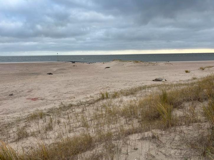 Fijn en betaalbaar appartement op Vlieland, Vakantie, Vakantiehuizen | Nederland, Waddeneilanden, Appartement, Landelijk, Aan zee