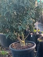 portugese laurier als meerstammige, Tuin en Terras, Planten | Struiken en Hagen, Ophalen, Laurier, Struik, 100 tot 250 cm