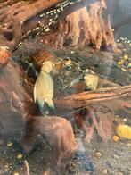 Cherax sp., Dieren en Toebehoren, Vis