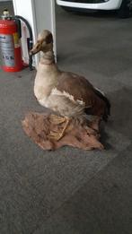 Dieren, Ophalen of Verzenden, Zo goed als nieuw, Vogel, Opgezet dier