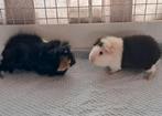 2 cavia s zoeken huisje, Dieren en Toebehoren, Knaagdieren, Cavia, Vrouwelijk, Januari, Tam