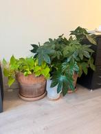 Kamerplanten in terracotta potten, Overige soorten, In pot, Minder dan 100 cm, Groene kamerplant