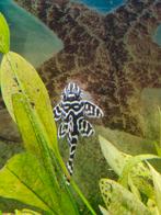 L236 pleco(4x) en L201  pleco (5x), Vis