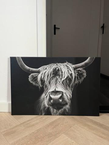 Canvas doek Schotse hooglander beschikbaar voor biedingen