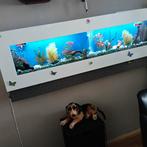 Aangeboden een prachtige hang aquarium zoetwater lees verder, Ophalen, Zo goed als nieuw, Gevuld zoetwateraquarium