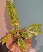 Philodendron Ring off Fire, Tuin en Terras, Ophalen of Verzenden, Minder dan 100 cm, Overige soorten, Zomer