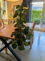 Peperomia Raindrop - 4 Groeipunten, incl. Pot & Schaal, Ophalen