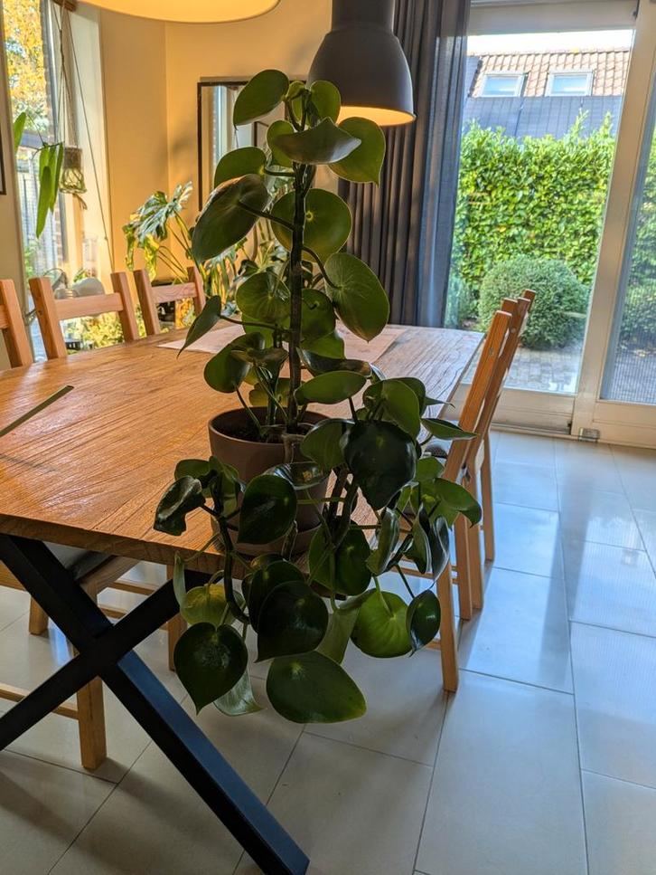 Peperomia Raindrop - 4 Groeipunten, incl. Pot & Schaal, Huis en Inrichting, Kamerplanten, Ophalen