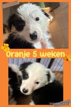 Border collie nog 1 pup teefje!, CDV (hondenziekte), 8 tot 15 weken, Collie, Meerdere