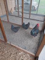 Barnevelder kippen, Meerdere dieren, Kip