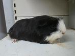 Coronet cavia beertje, Dieren en Toebehoren, Knaagdieren, Cavia, Mannelijk, Juli, Tam