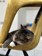 Twee katers, Dieren en Toebehoren, Katten en Kittens | Overige Katten, Kater