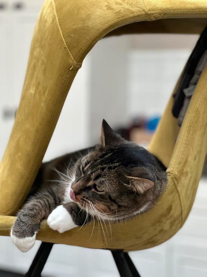 Twee katers, Dieren en Toebehoren, Katten en Kittens | Overige Katten, Kater