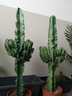 Cactus 1meter, groeit blad in lente. 2 voor €50, Ophalen, Minder dan 100 cm, In pot, Cactus