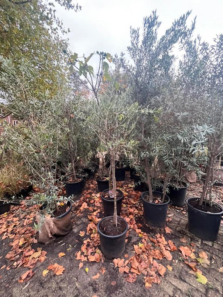 Olijfbomen – verschillende maten, Tuin en Terras, Planten | Bomen, Olijfboom, 100 tot 250 cm, Volle zon, Zomer, Ophalen