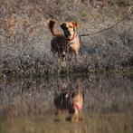 GaGa Animal Care - CADDO (in gastgezin in Son en Breugel NB), Particulier, Rabiës (hondsdolheid), Reu, Buitenland