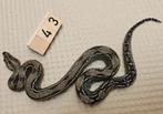 boa imperator wildkleur, Slang, 0 tot 2 jaar