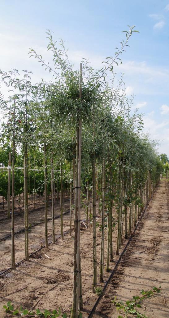 treursierpeer pyrus calicifolia   pendula treurvorm sierpeer, Tuin en Terras, Planten | Bomen, Overige soorten, Volle zon, Zomer